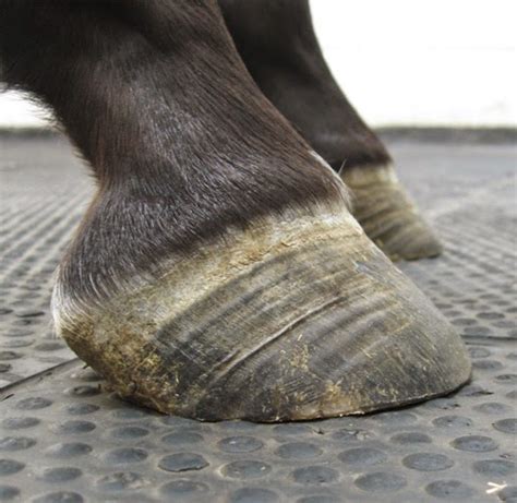 Horse Life and Love: Laminitis