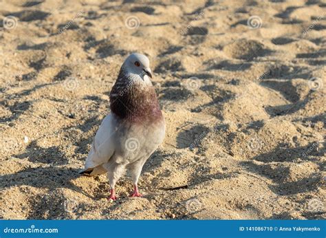 Standing Pigeon on the Beach and Sand Stock Photo - Image of sand, shore: 141086710