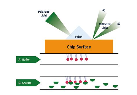 An Introduction to Surface Plasmon Resonance