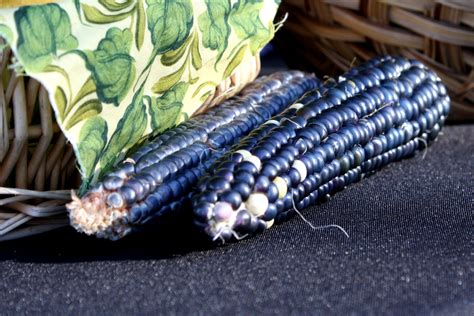 Blue Corn – Photos Public Domain