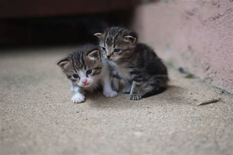 Two Baby Cats Playing With Each Other Stock Photo - Download Image Now - Animal, Color Image ...