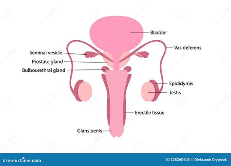 Vector Illustration Of Male Human Reproductive System With Names Of ...