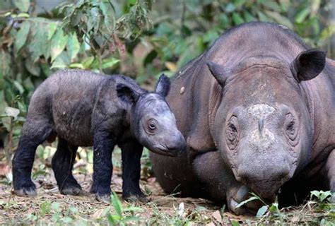 Sumatran rhinoceros – the smallest rhino | DinoAnimals.com