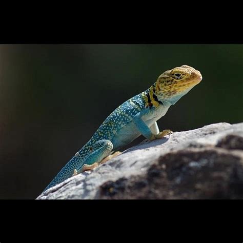 Color changing lizard #eavig | Kimberly Reynolds | Flickr