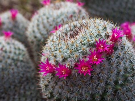 Así puedes hacer que tu cactus florezca