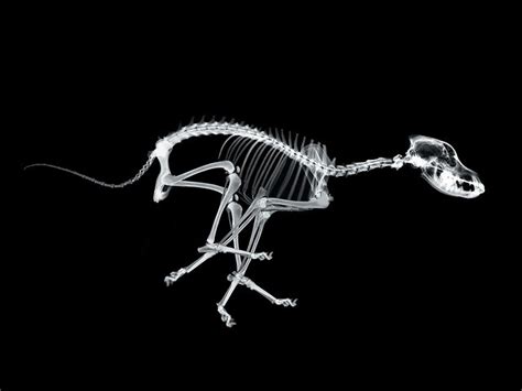 Xray running dog | Xrays | Dog runs, Dog skeleton, Dogs