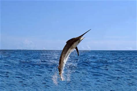 Myrtle Beach Fishing Charters Deep Sea Fishing - Stay Myrtle Beach