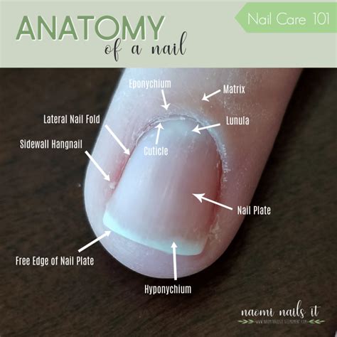 Nail Anatomy (and why you should know it)