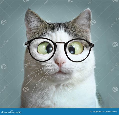 Cute Cat in Myopia Glasses Squinting Close Up Funny Portrait Stock Photo - Image of correction ...