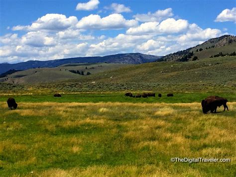 “Buffalo Herd, Yellowstone National Park, Wyoming” – The Digital Traveler