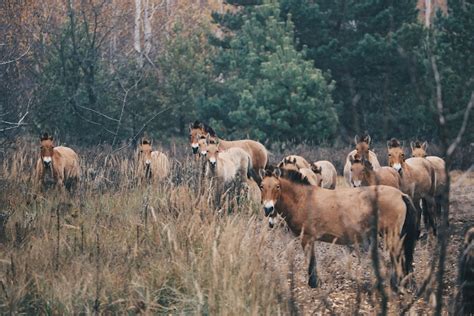 Chernobyl Has Transformed into an Incredible Nature Reserve Now Open to the Public