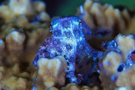 Viral: Man Picks up Deadly Blue-Ringed Octopus With Bare Hands