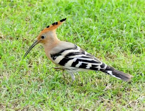 Top 15 Most Beautiful Crested Birds