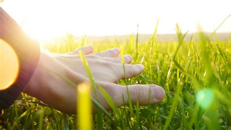 Hand Of Farmer Touching Grass Field. Sunset Magic Hour Light Stock Footage Video 8018488 ...