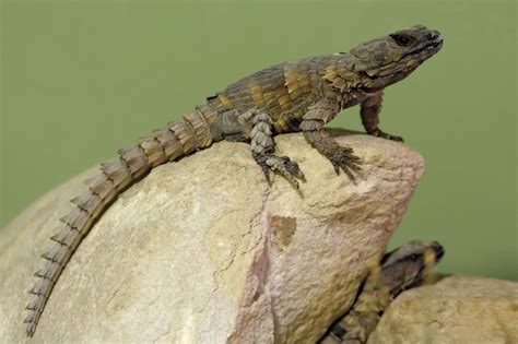 Black armadillo lizard - lasopathebest