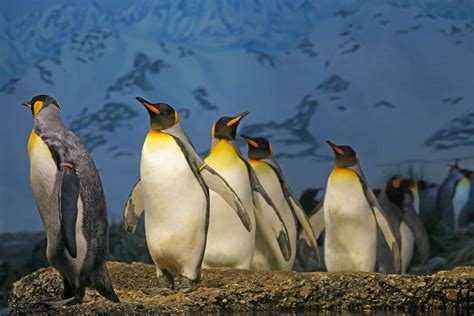 Top 20 King Penguin Facts - Habitat, Diet, Breeding & More - Facts.net