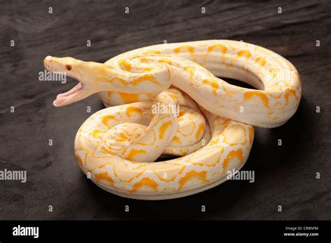 Reticulated Python snake from Indonesia Stock Photo - Alamy