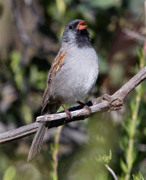 Black-chinned Sparrow | San Diego Bird Spot