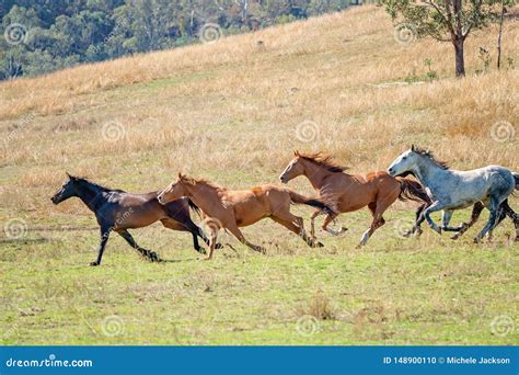 A Herd of Running Wild Horses Stock Photo - Image of follow, herd: 148900110