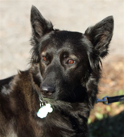 Breed Feature: The Belgian Shepherd | Goldenvale Veterinary Hospital