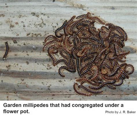 Garden millipede in the Landscape | NC State Extension Publications