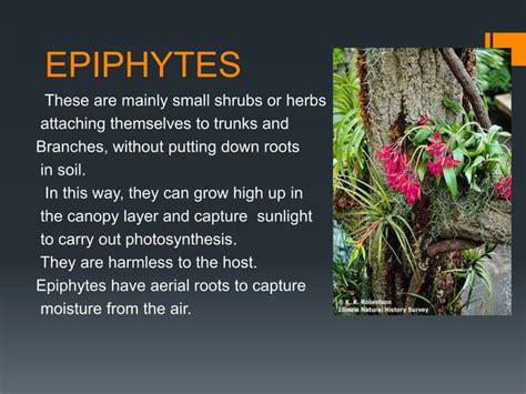 Adaptations of epiphytes and halophytes