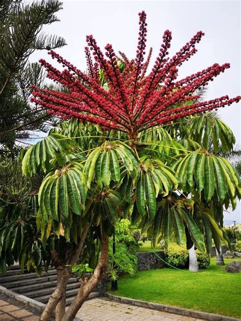 Octopus Tree Umbrella Tree Schefflera Actinophylla 30 Seeds - Etsy