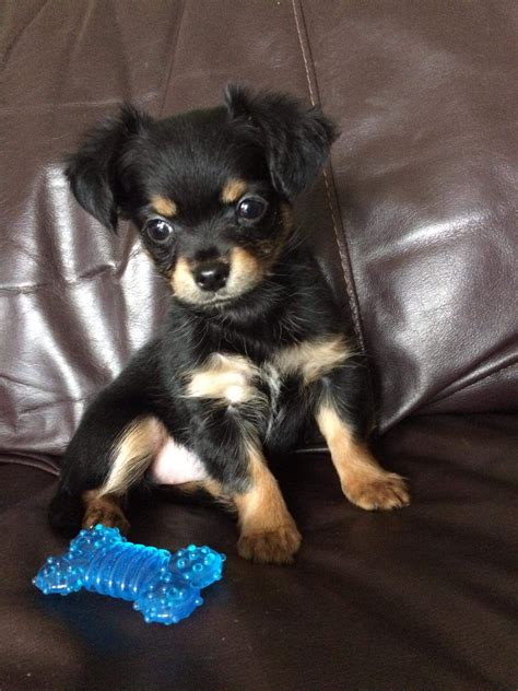 My Aunt's New "Chorkie" (Chihuahua-Yorkshire Terrier cross) Puppy called Galaxy. #Cute ...