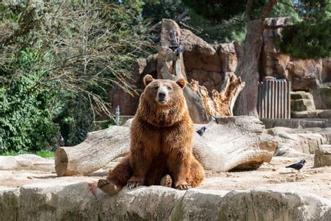 Zoo Aquarium Ticket, Madrid