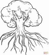 Tree with Roots coloring Page  Free Printable Coloring Pages sketch template