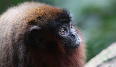 Titi Monkeys - Facts, Information & Habitat