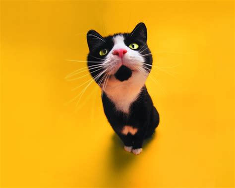 Black Cat Screensavers and Wallpaper - WallpaperSafari