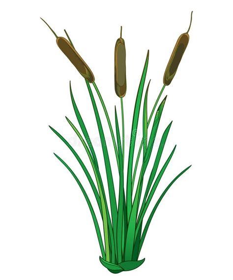 Vector outline Bulrush or reed or cattail or typha bunch with green leaves isolated on white ...