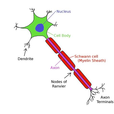 Motor Neuron Labeled