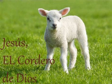 Jesus el cordero de Dios - Parte 2