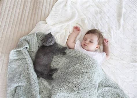 5 reasons why your cat sleeps with you – All About Cats. Magazine for ...