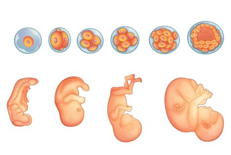 Stages In Human Embryonic Development Stage Eye Foetus Vector, Stage, Eye, Foetus PNG and Vector ...