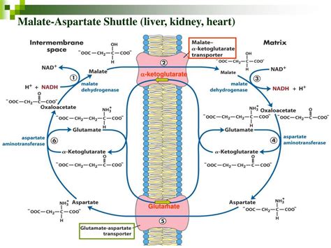 PPT - Chapter 19 OXIDATIVE PHOSPHORYLATION AND PHOTOPHOSPHORYLATION PowerPoint Presentation - ID ...