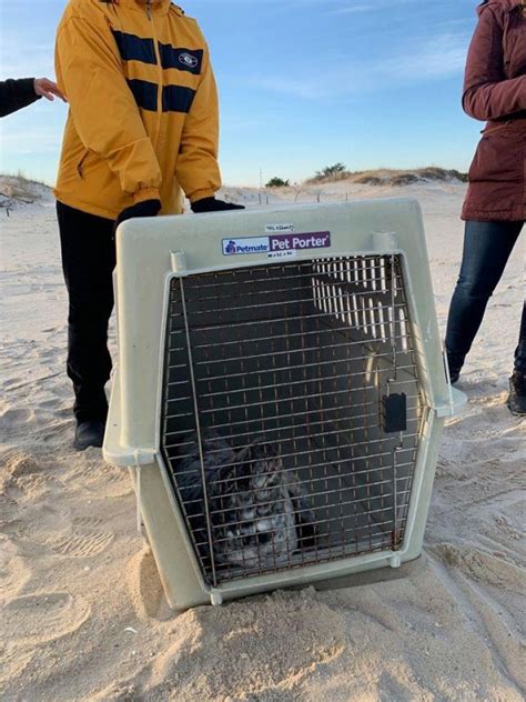 Look: Stranded baby seal rescued on Delaware beach - UPI.com