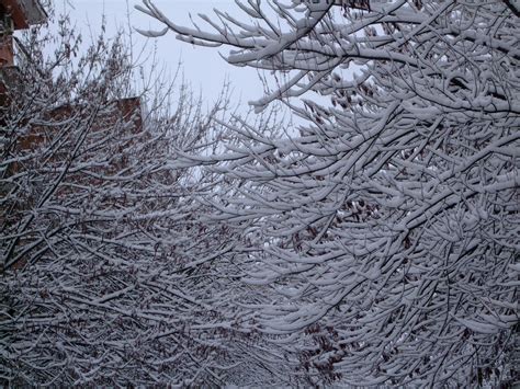 tree branches covered by snow closeup photography free image | Peakpx