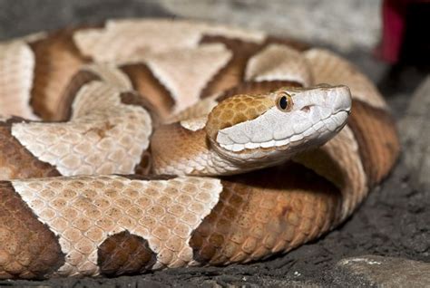 Copperhead Snake Bite On Leg