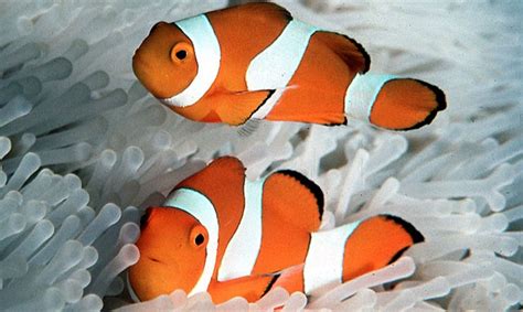 Ocellaris Clownfish Range - Chitos Aquairium Fish