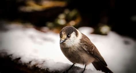 Camp robber bird: The Animals That Steal Your Lunch - Birds Coach