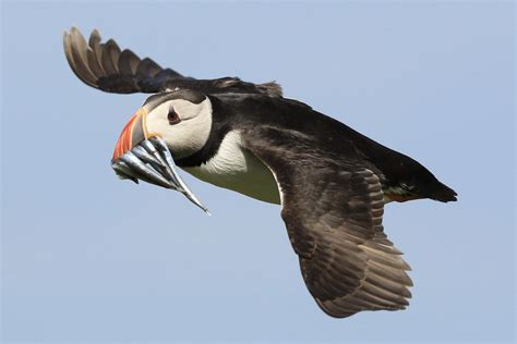 Atlantic Puffin | Species Profile | Embrace Nature UK