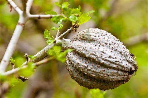 Acacia Tree With Big Grey Fruit Stock Photo - Image of round, fruit ...