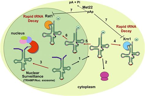 tRNA biology charges to the front