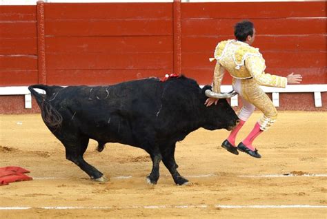 Eye-watering moment matador is gored in the BUM during one of Spain's ...