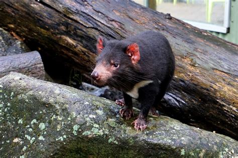 Tasmanian Devil Sound : Are Tasmanian Devils Dangerous, Maybe you would like to learn more about ...