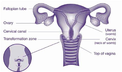 Cervical screening - Women's Health Hub