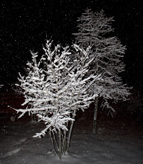 Snow Falling on Trees at Night – Photos Public Domain